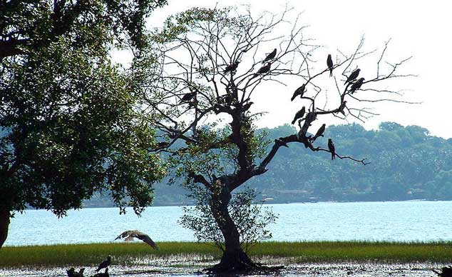 Bird-Sanctuary