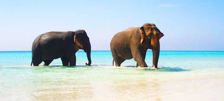 ElephantBeach-andaman