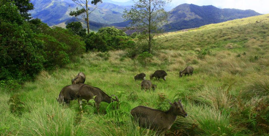 eravikulam_national_park