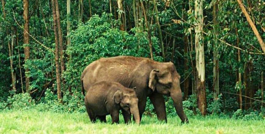 eravikulam_national_park