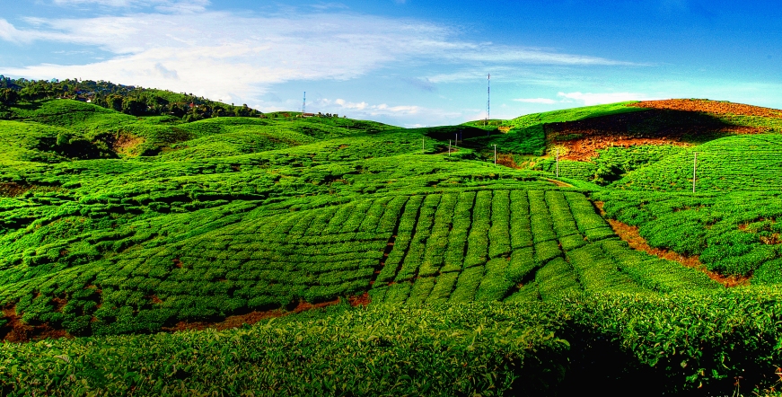 munnar-tea-garden