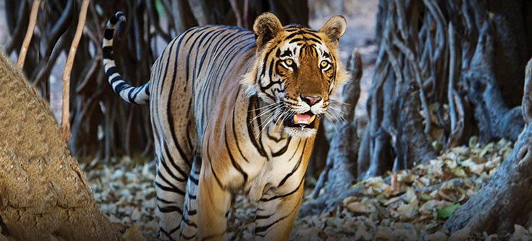 Tiger Ranthambhore