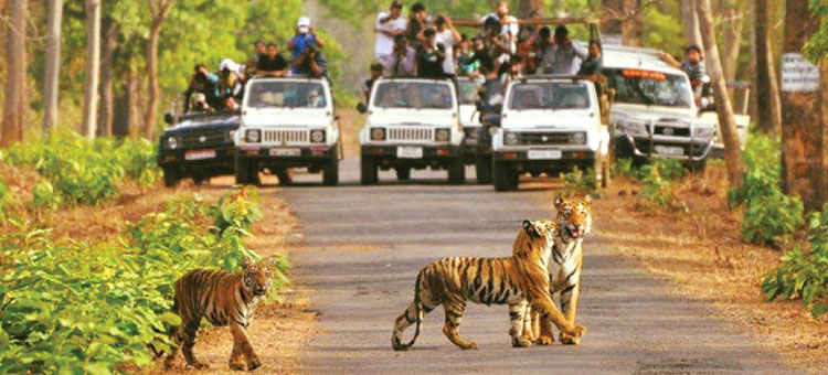 Tiger Ranthambhore