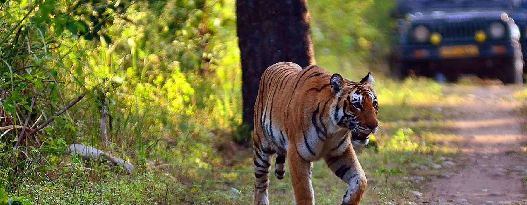 Tiger Ranthambhore